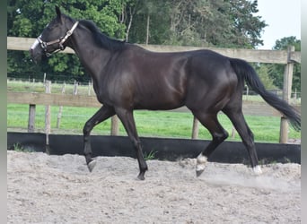 Sonstige Rassen, Stute, 8 Jahre, 165 cm, Rappe