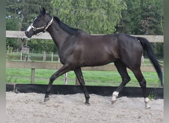Sonstige Rassen, Stute, 8 Jahre, 165 cm, Rappe