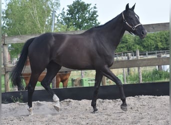 Sonstige Rassen, Stute, 8 Jahre, 165 cm, Rappe