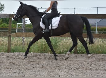 Sonstige Rassen, Stute, 8 Jahre, 165 cm, Rappe