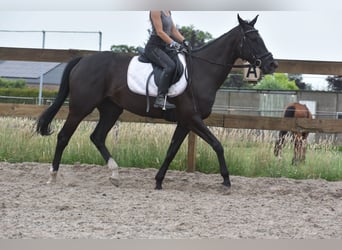 Sonstige Rassen, Stute, 8 Jahre, 165 cm, Rappe