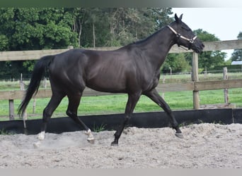 Sonstige Rassen, Stute, 8 Jahre, 165 cm, Rappe