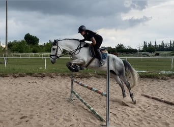 Sonstige Rassen, Stute, 8 Jahre, 165 cm, Schimmel