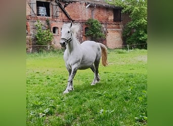 Sonstige Rassen Mix, Stute, 8 Jahre, 166 cm, Schimmel