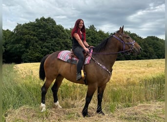 Sonstige Rassen, Stute, 8 Jahre, 173 cm, Brauner