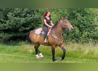 Sonstige Rassen, Stute, 8 Jahre, 173 cm, Brauner
