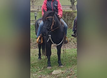 Sonstige Rassen Mix, Stute, 9 Jahre, 143 cm, Rappe