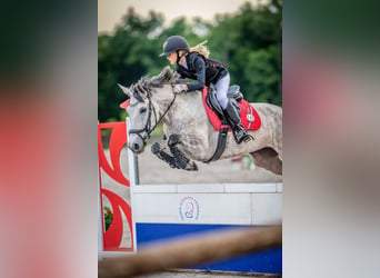Sonstige Rassen Mix, Stute, 9 Jahre, 147 cm, Falbe