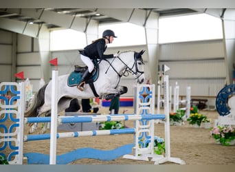 Sonstige Rassen Mix, Stute, 9 Jahre, 147 cm, Falbe