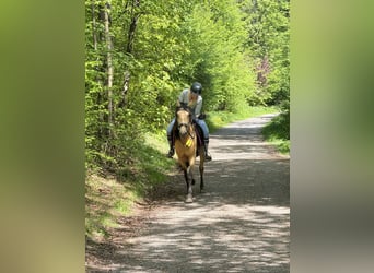 Sonstige Rassen, Stute, 9 Jahre, 149 cm, Falbe