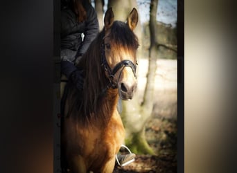 Sonstige Rassen, Stute, 9 Jahre, 149 cm, Falbe