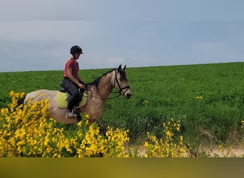 Sonstige Rassen, Stute, 9 Jahre, 150 cm, Buckskin