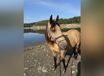 Sonstige Rassen, Stute, 9 Jahre, 150 cm, Falbe