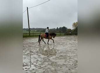 Sonstige Rassen, Stute, 9 Jahre, 150 cm, Falbe