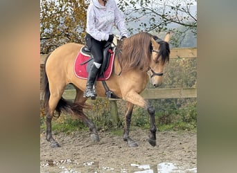 Sonstige Rassen, Stute, 9 Jahre, 150 cm, Falbe