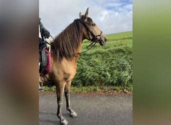 Sonstige Rassen, Stute, 9 Jahre, 150 cm, Falbe