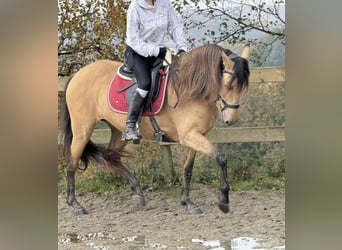 Sonstige Rassen, Stute, 9 Jahre, 150 cm, Falbe