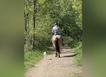 Sonstige Rassen, Stute, 9 Jahre, 150 cm, Falbe