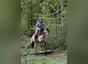 Sonstige Rassen, Stute, 9 Jahre, 150 cm, Falbe