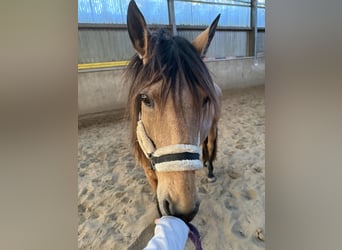 Sonstige Rassen, Stute, 9 Jahre, 150 cm, Falbe