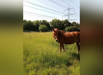 Sonstige Rassen, Stute, 9 Jahre, 152 cm, Fuchs