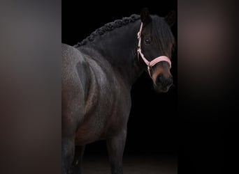 Sonstige Rassen, Stute, 9 Jahre, 152 cm, Roan-Blue