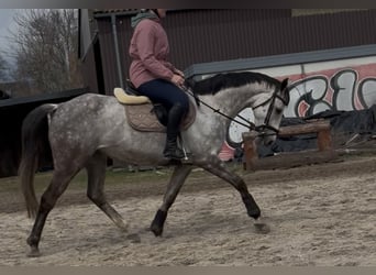 Sonstige Rassen, Stute, 9 Jahre, 155 cm, Apfelschimmel