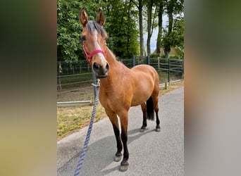 Sonstige Rassen, Stute, 9 Jahre, 155 cm, Brauner