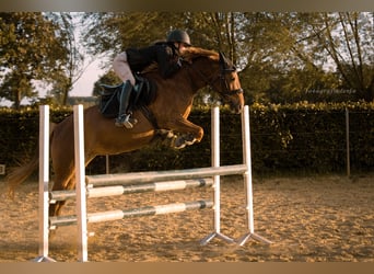 Sonstige Rassen, Stute, 9 Jahre, 155 cm, Dunkelfuchs