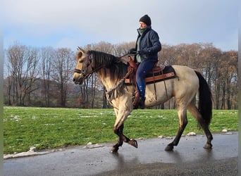 Sonstige Rassen, Stute, 9 Jahre, 155 cm, Falbe