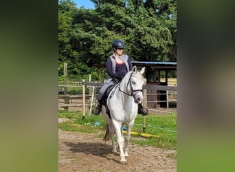 Sonstige Rassen, Stute, 9 Jahre, 158 cm, Apfelschimmel