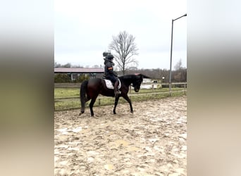 Sonstige Rassen Mix, Stute, 9 Jahre, 160 cm, Dunkelbrauner