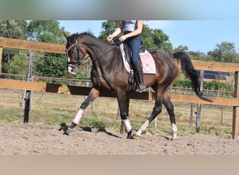 Sonstige Rassen, Stute, 9 Jahre, 162 cm, Dunkelbrauner