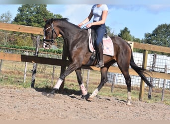 Sonstige Rassen, Stute, 9 Jahre, 162 cm, Dunkelbrauner