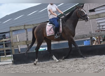 Sonstige Rassen, Stute, 9 Jahre, 162 cm, Dunkelbrauner