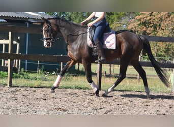 Sonstige Rassen, Stute, 9 Jahre, 162 cm, Dunkelbrauner