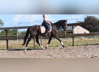 Sonstige Rassen, Stute, 9 Jahre, 162 cm, Dunkelbrauner