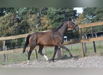 Sonstige Rassen, Stute, 9 Jahre, 162 cm, Dunkelbrauner
