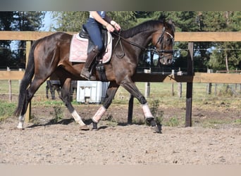 Sonstige Rassen, Stute, 9 Jahre, 162 cm, Dunkelbrauner