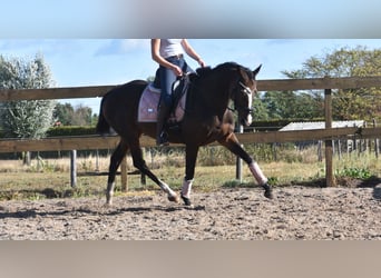 Sonstige Rassen, Stute, 9 Jahre, 162 cm, Dunkelbrauner