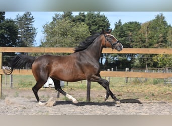 Sonstige Rassen, Stute, 9 Jahre, 162 cm, Dunkelbrauner