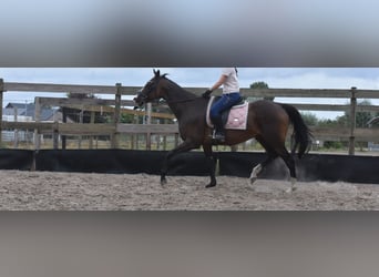 Sonstige Rassen, Stute, 9 Jahre, 162 cm, Dunkelbrauner
