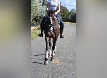 Sonstige Rassen, Stute, 9 Jahre, 162 cm, Dunkelbrauner