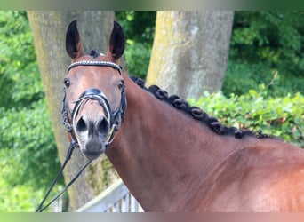 Sonstige Rassen, Stute, 9 Jahre, 164 cm, Brauner