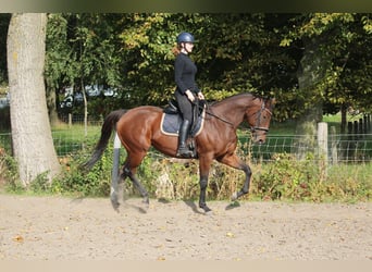 Sonstige Rassen, Stute, 9 Jahre, 164 cm, Brauner