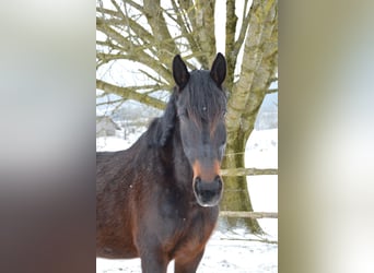 Sonstige Rassen, Stute, 9 Jahre, 175 cm, Brauner