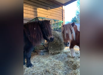 Sonstige Rassen, Stute, 9 Jahre