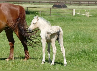 Sonstige Rassen, Stute, Fohlen (04/2026), 135 cm, Palomino