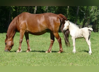 Sonstige Rassen, Stute, Fohlen (04/2026), 135 cm, Palomino