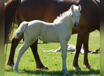 Sonstige Rassen, Stute, Fohlen (04/2026), 135 cm, Palomino